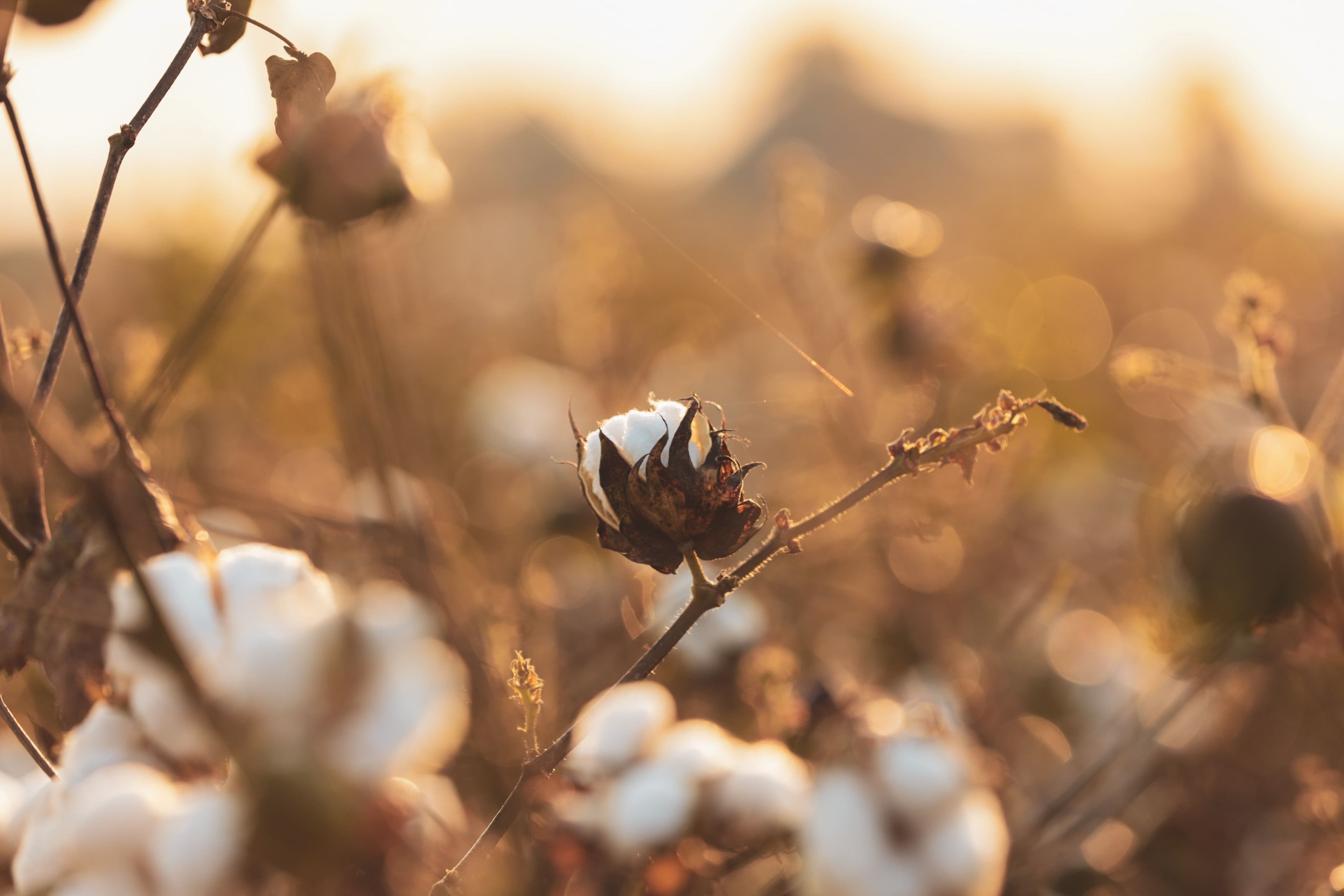 New 2030 Impact Goals Announced by Better Cotton