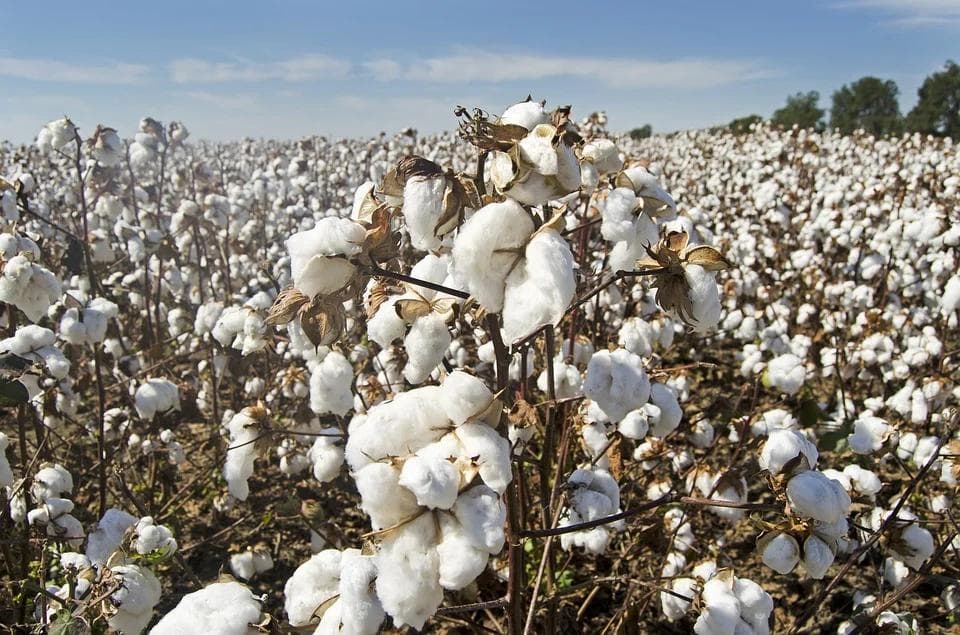 Better Cotton Sets Goals To Target GHG Emissions By 2030