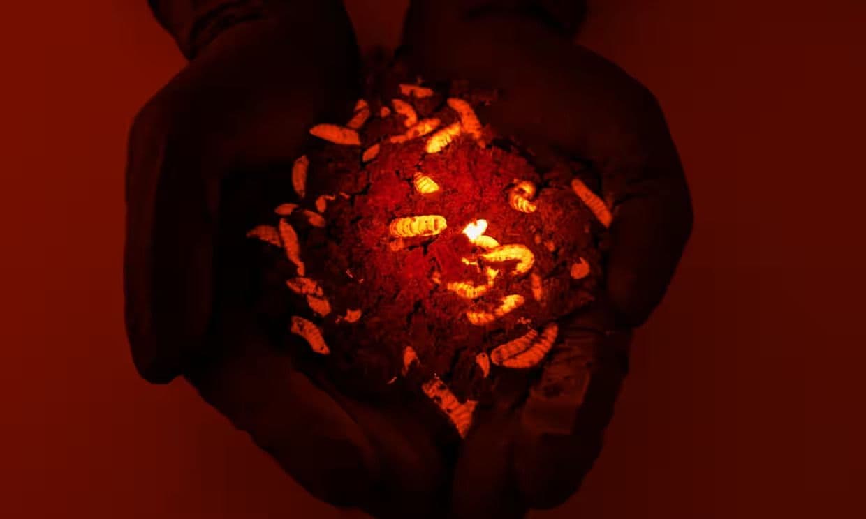 Aussie Scientists Develop Super Flies to Tackle Waste
