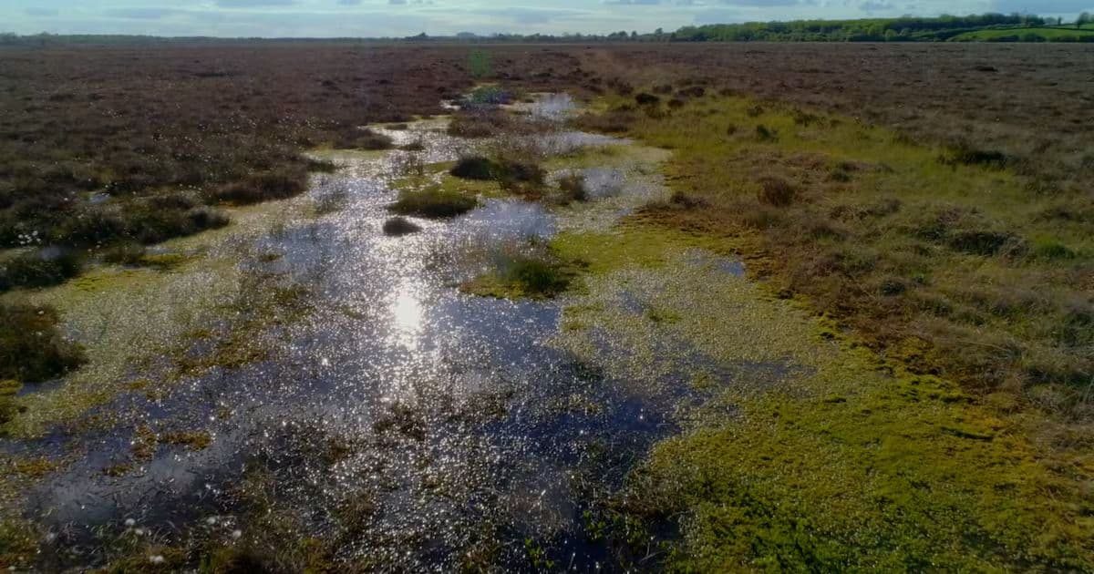 Wetland Fires and Their Environmental Impact in New Zealand