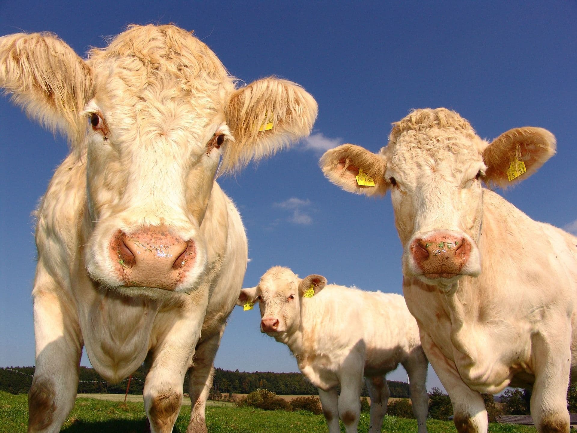 Elanco and Royal DSM Partner to Reduce Methane Emissions