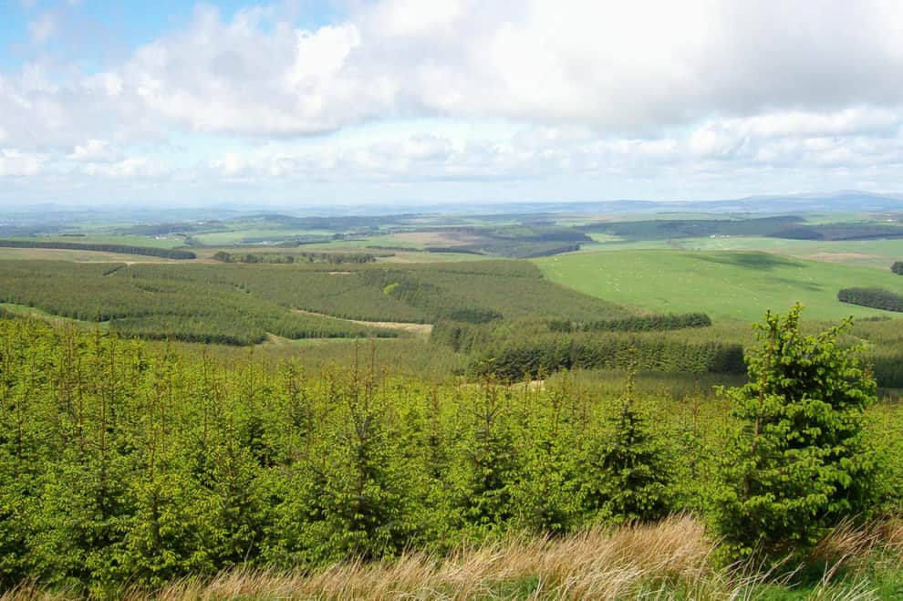 £2bn Pilot Crucial for Reviving Scotland's Woodlands