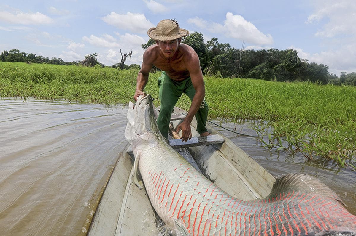 Giant, Sustainable Rainforest Fish, is Now Fashion in America