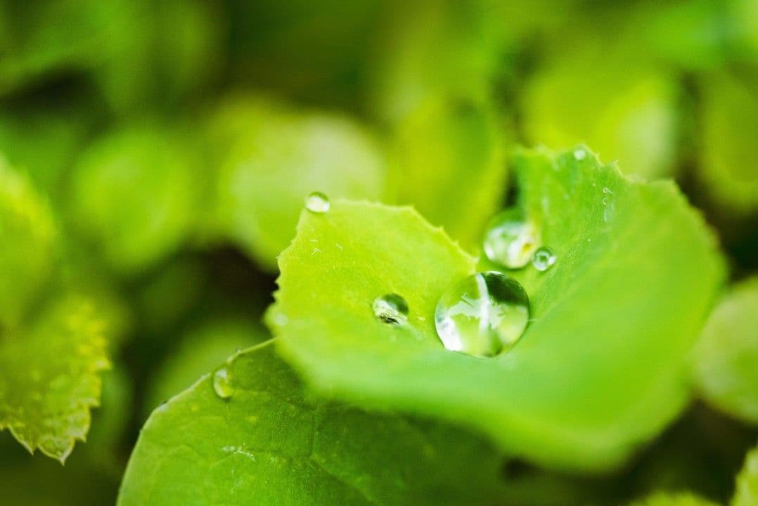 CCCS: Green Collaboration Guidance Released