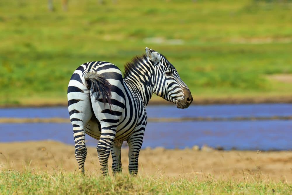 PROGEPP: 25 Years of Protecting Wildlife and Communities