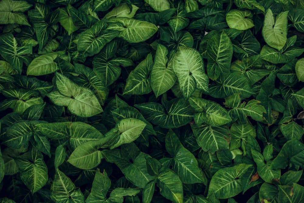 ClimeCo NatureLink: Find Sustainability Project Match
