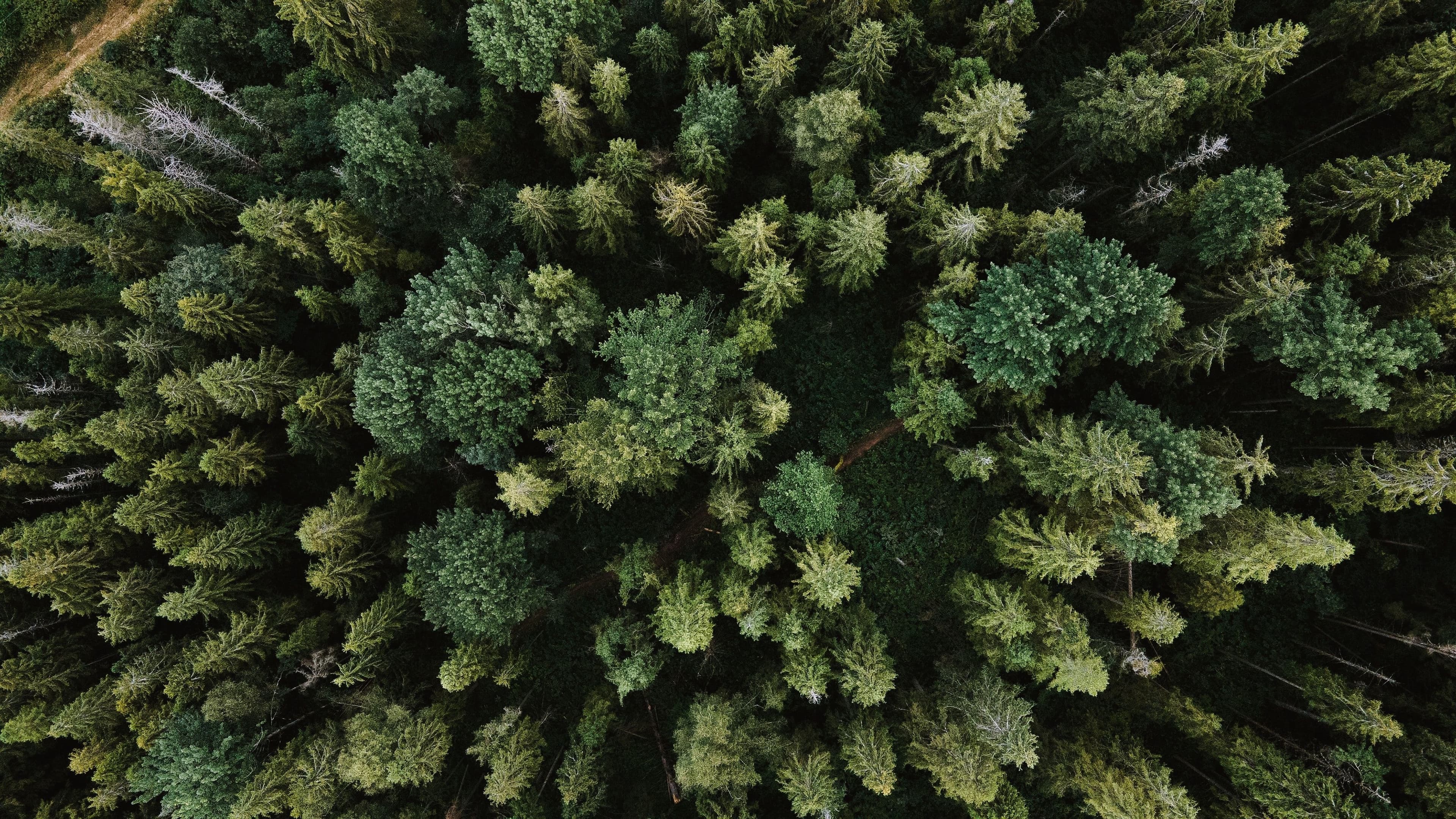 Carbon Offsetting: Is it Just Greenwashing? Learn Why