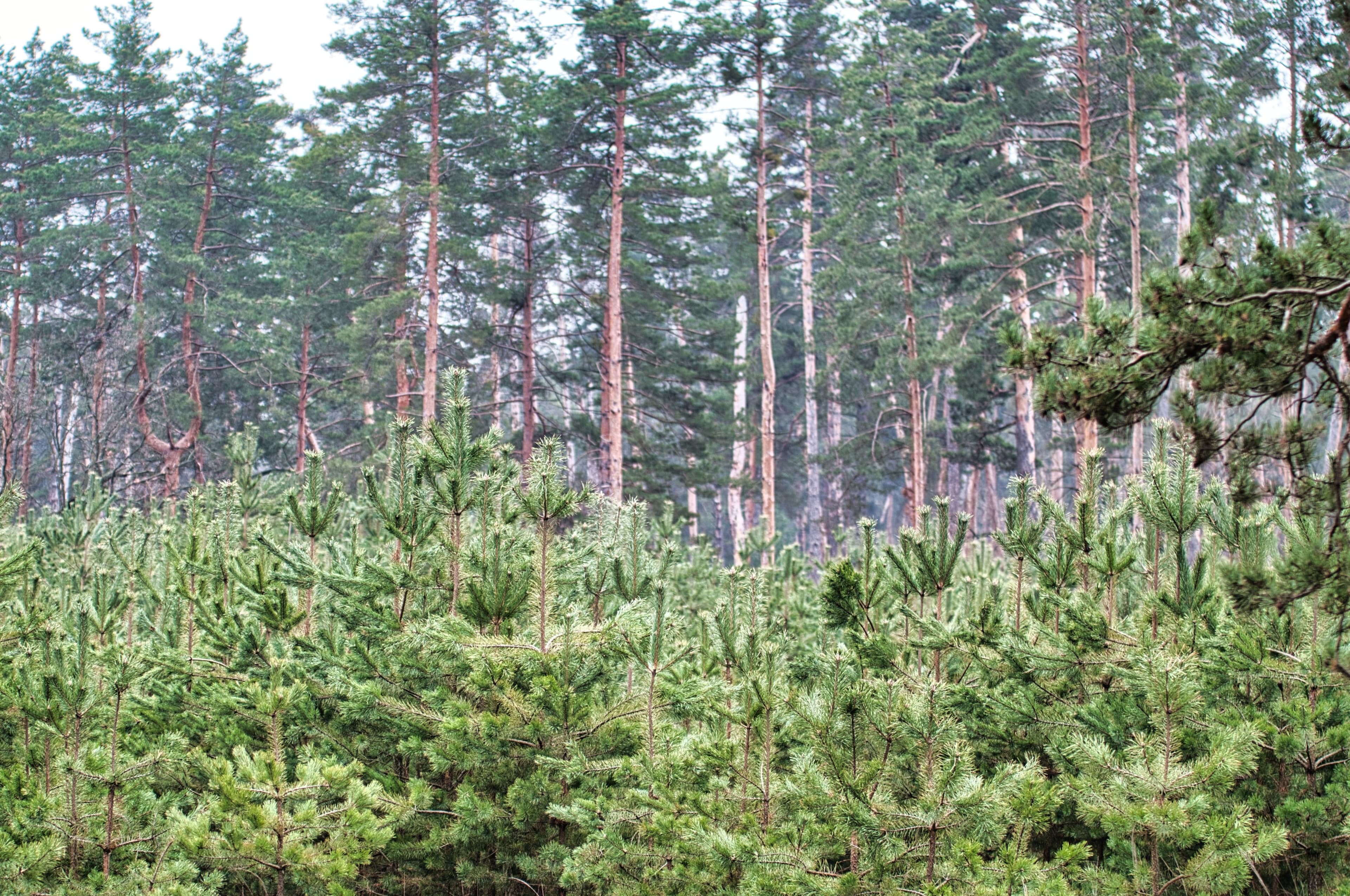 Forestry Industry Accuses Ministers of "Complete Policy Failure" in Terms of Tree Planting