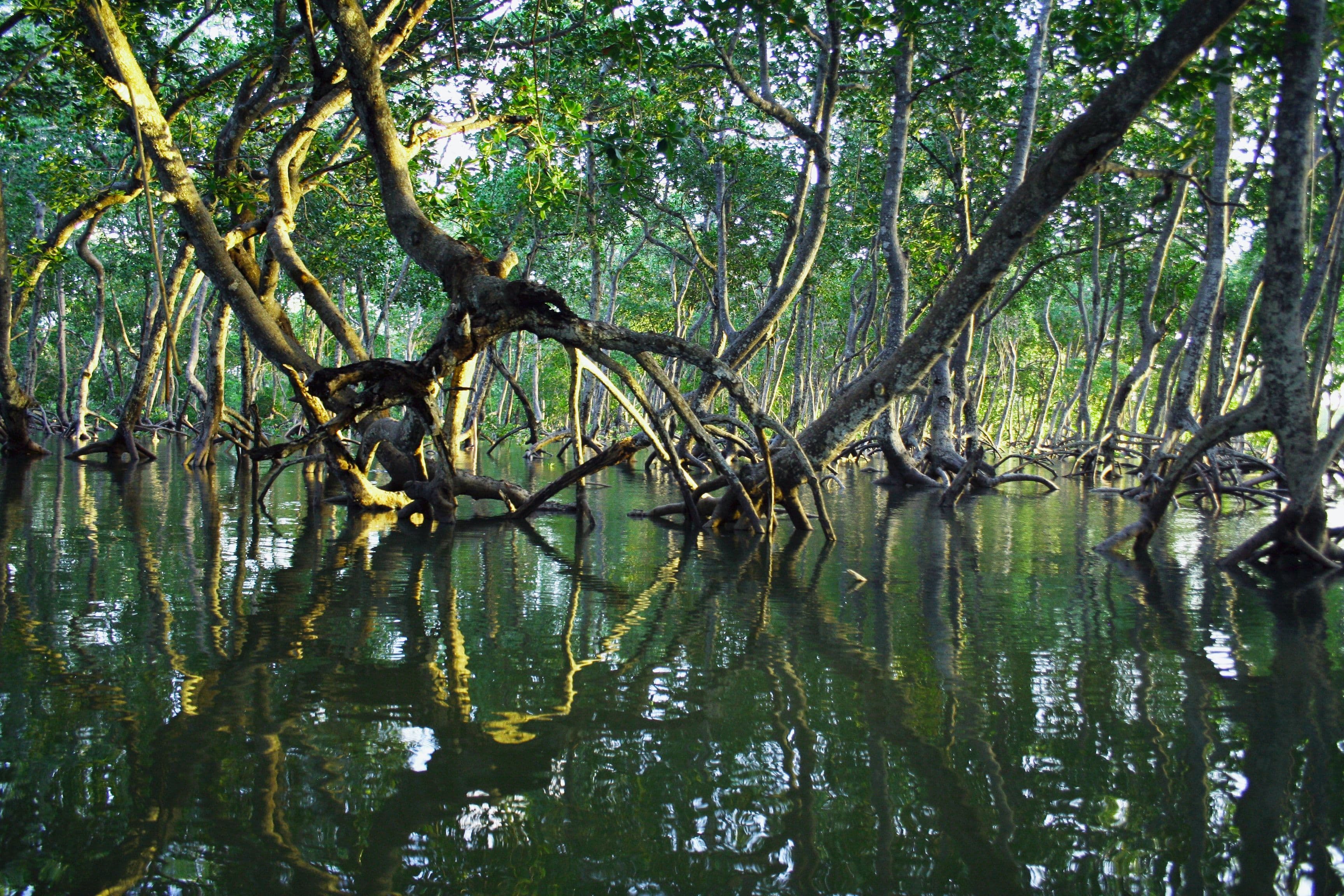 Seychelles to Conserve 100% of Mangroves and Seagrass in 2023