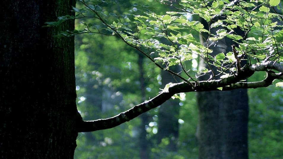 Lenzing Achieves Platinum Status in EcoVadis CSR Rating