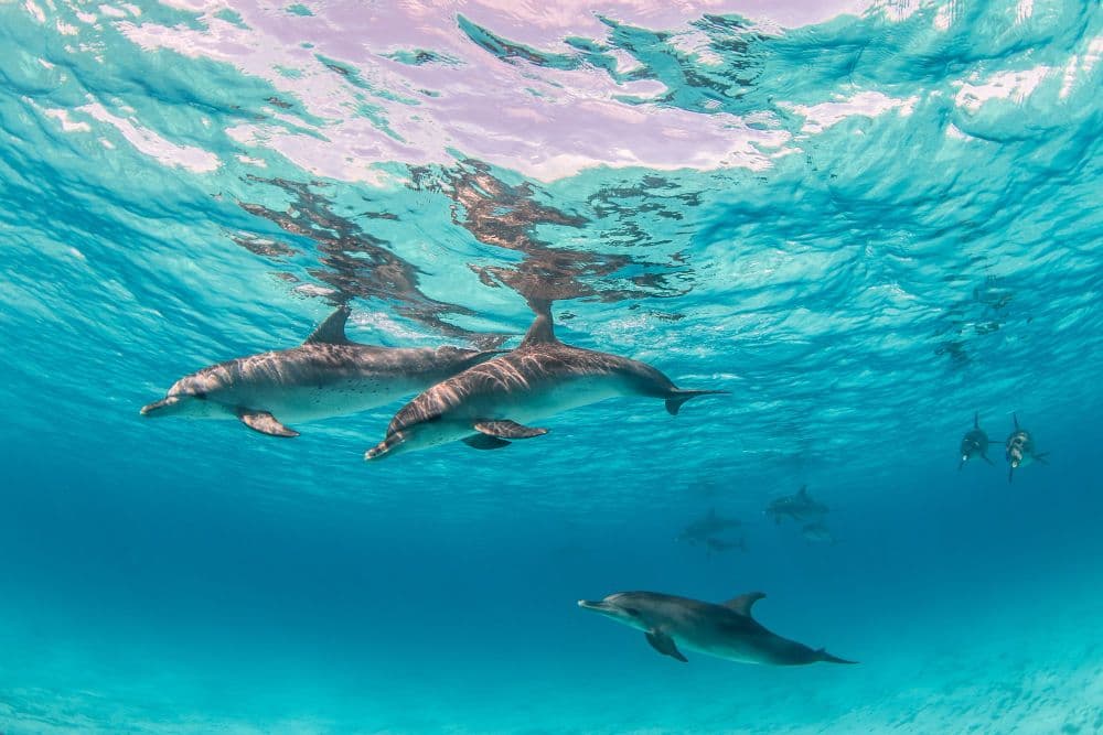 UBS, Blue Finance Partner for PH Marine Conservation