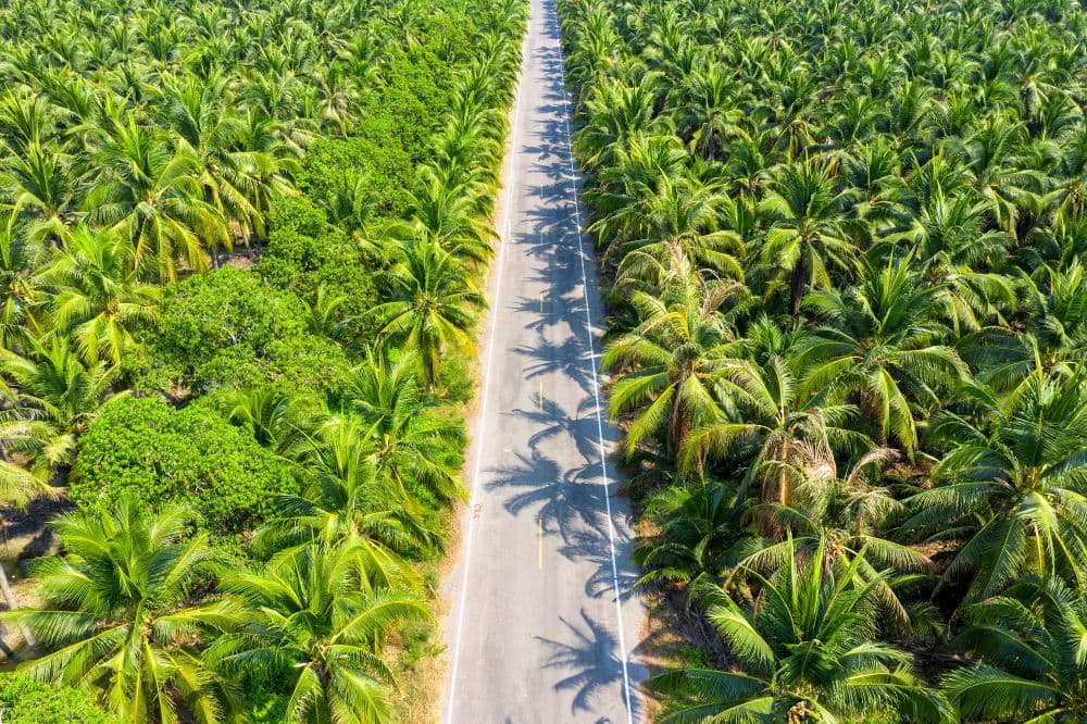 Singapore's Green Fuel Push: Palm Oil for SAF