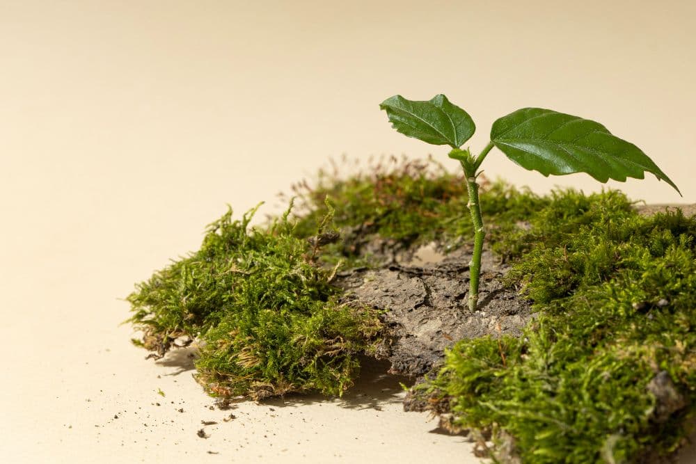 Catona Climate Supports Nature Regeneration Project in Colombia