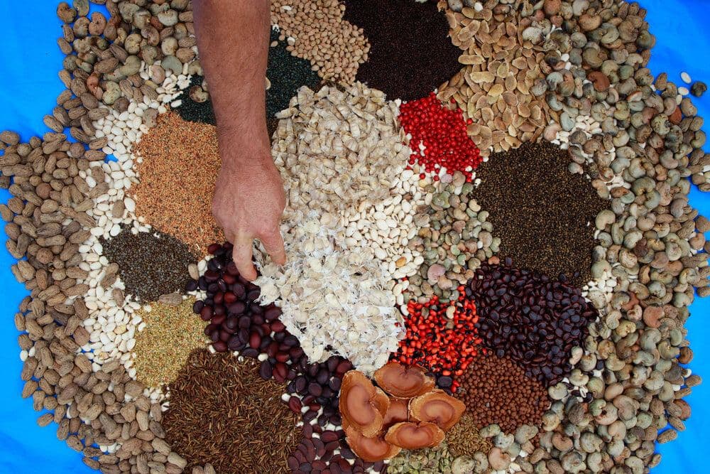Brazil's Sustainability Through Seed Collection