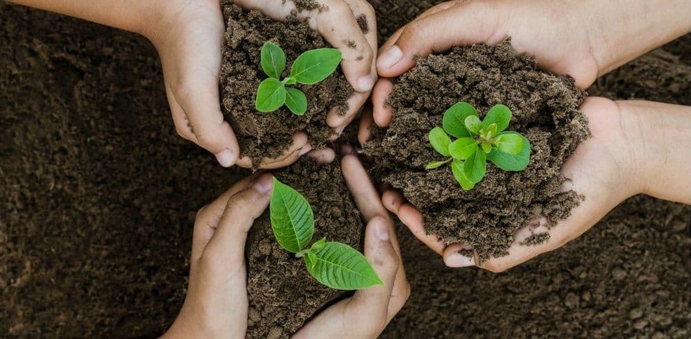 The Human Side Of Tree Planting Initiatives