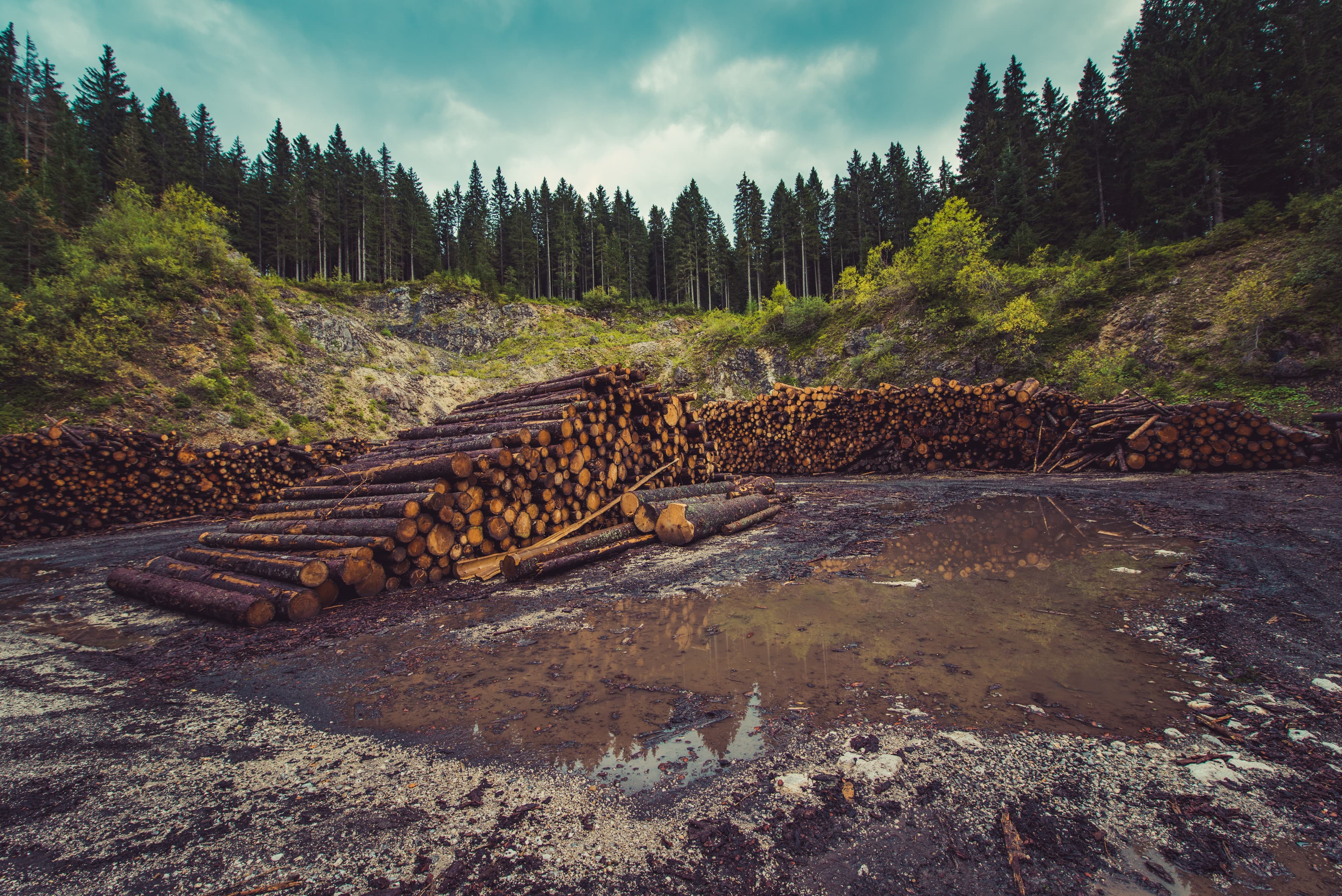 When Will Corporations Take Deforestation Seriously?