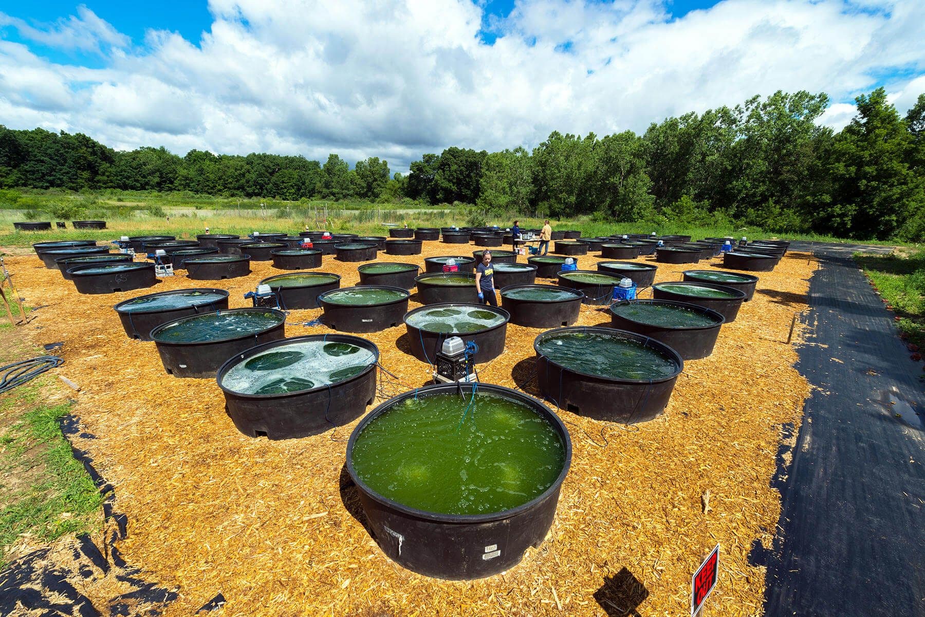 Biofuel to Power 6% of Road Transport by 2030