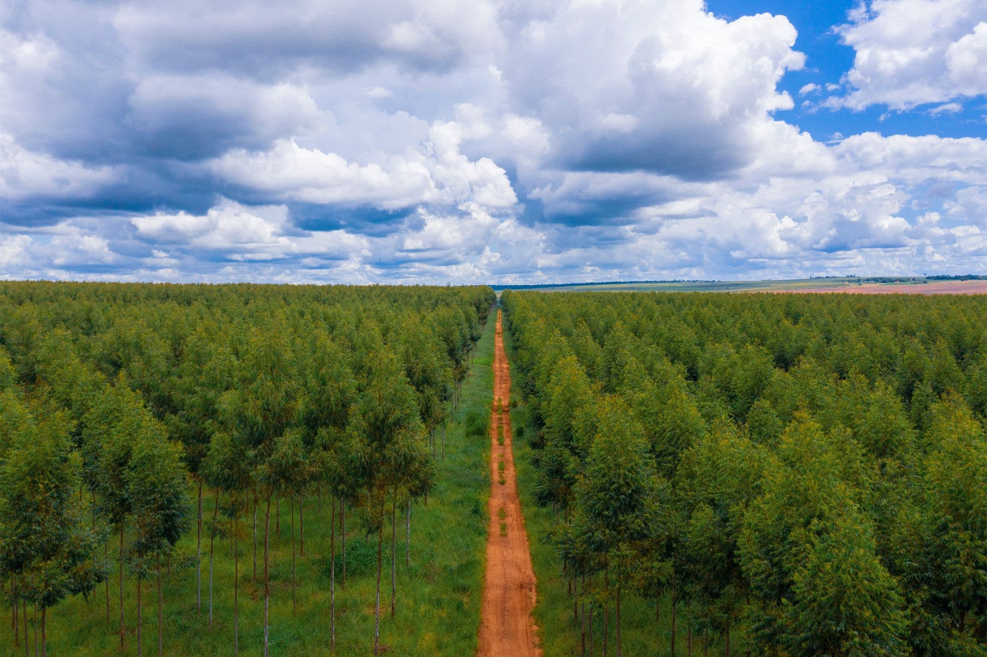 Apple Broadens Restore Fund to Support Carbon Removal
