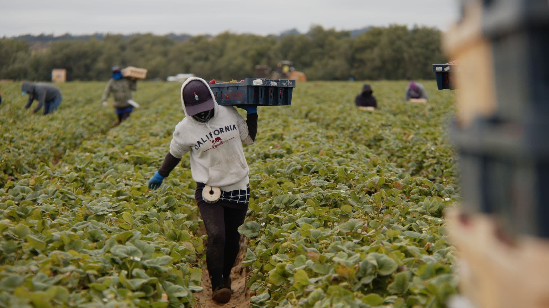 EFI Supports Green Farming Practices