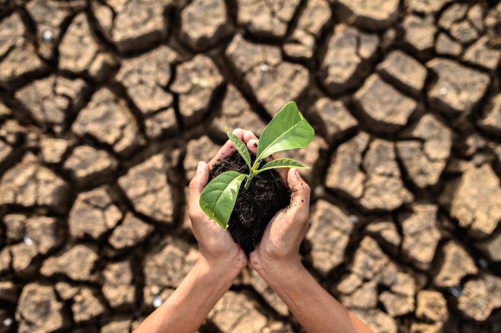 MDBs Announce $120B for Climate Efforts at COP29