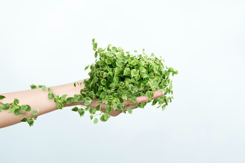 The Number of Greenwashing Cases Has Declined, Says Study