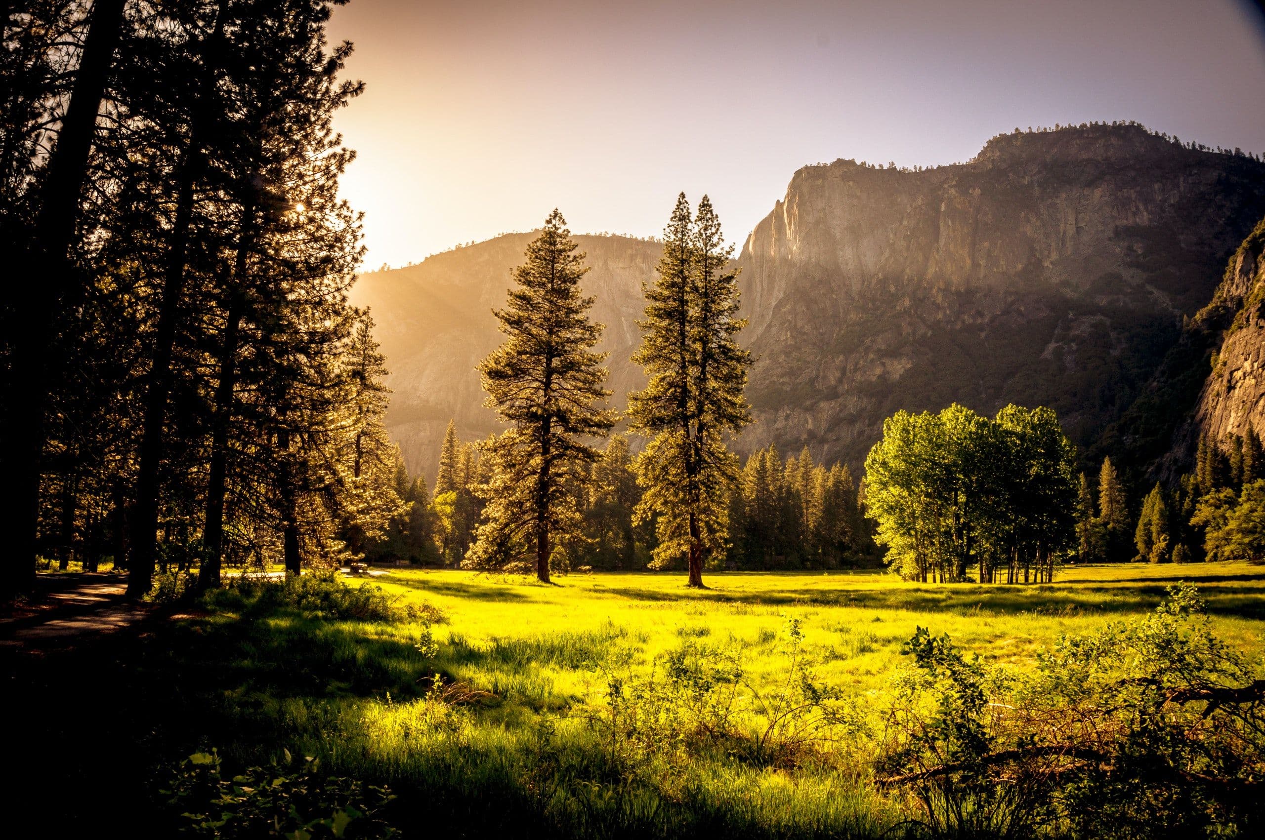 Foresight Sustainable Forestry Purchases Scottish Afforestation Sites