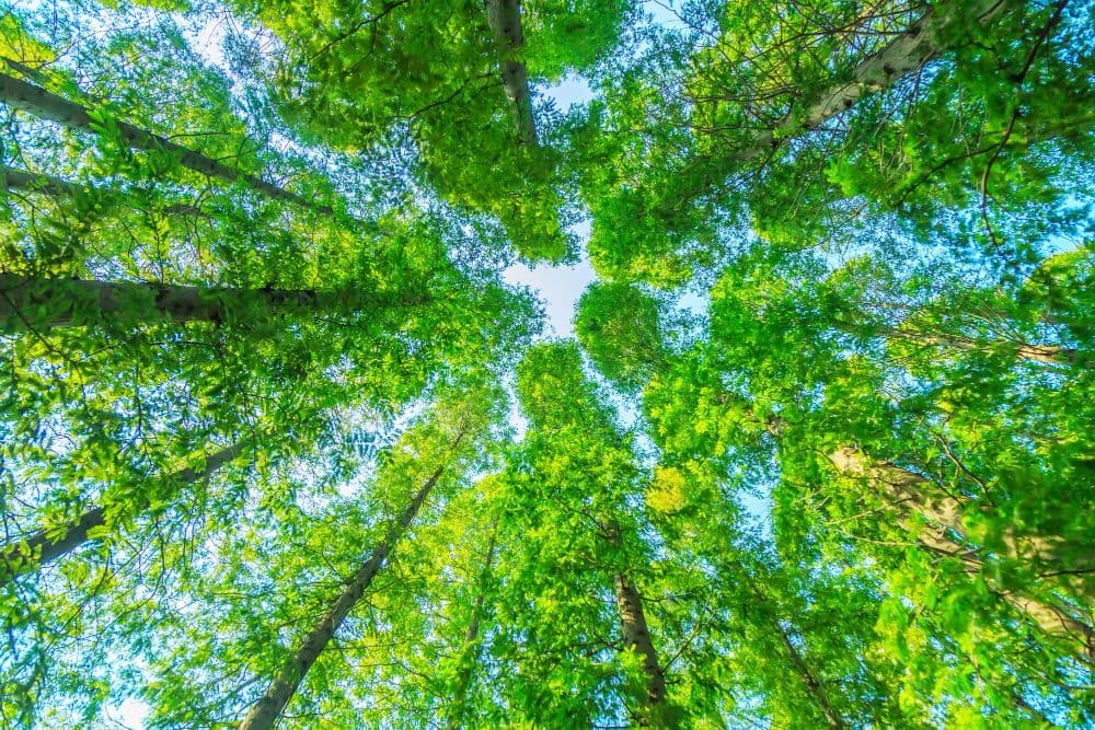 Progeny Achieves B Corp Status
