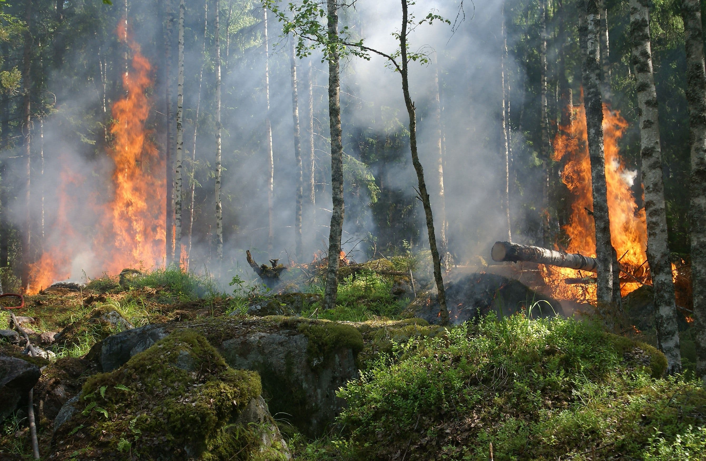 Forecasters Warn of Unprecedented Wind Events that Likely to Fan Wildfire in Mexico