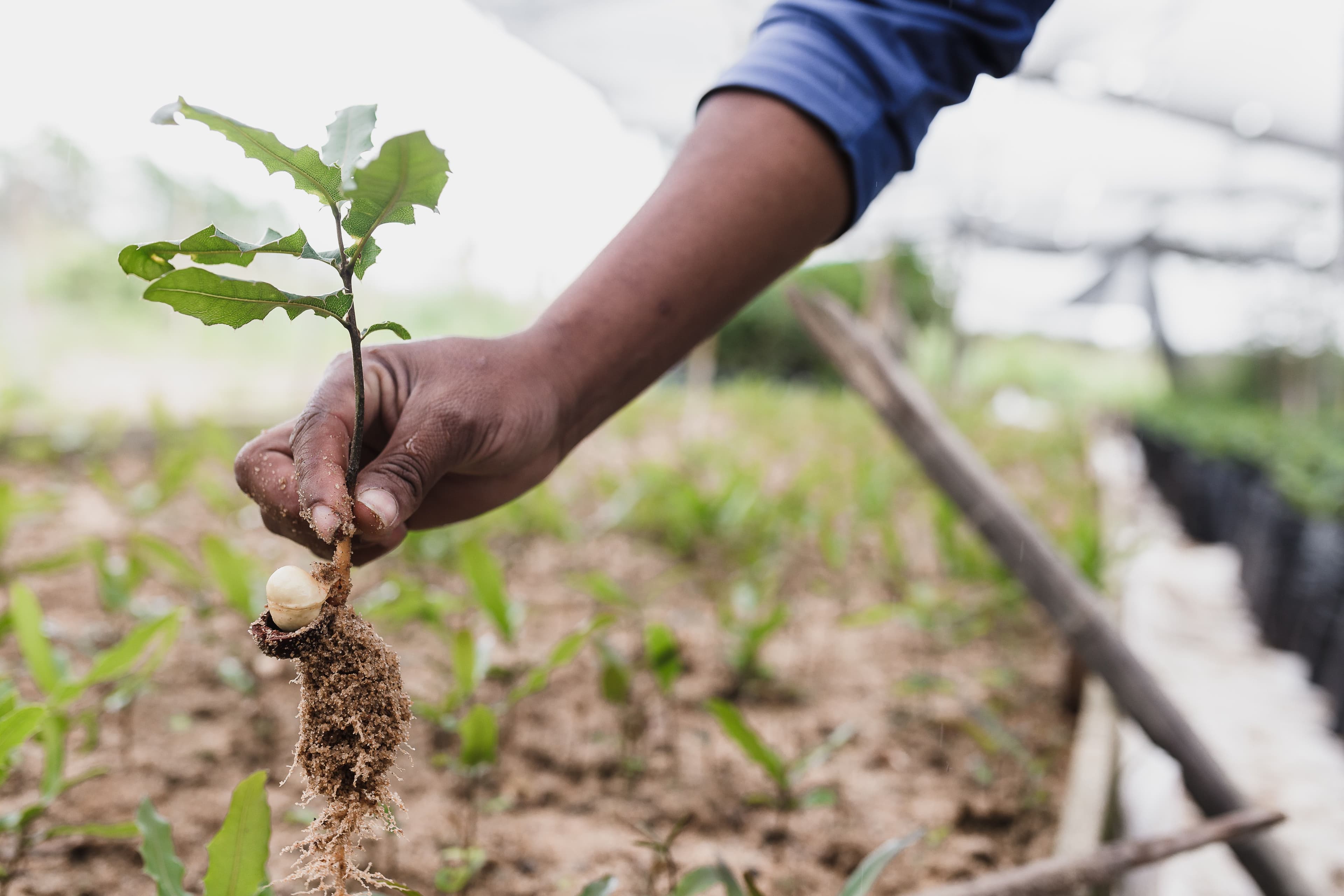 The Real Cost Of Ambitious And Aggressive Tree-Planting Initiatives