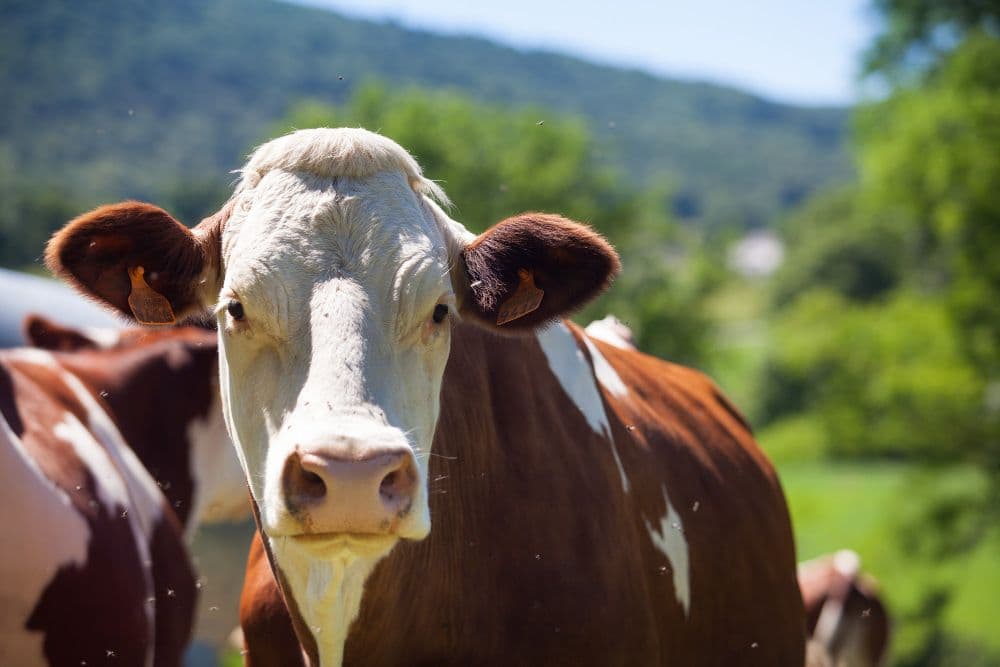 Japan's Successful Ship Trial: Fuel Made from Cow Dung
