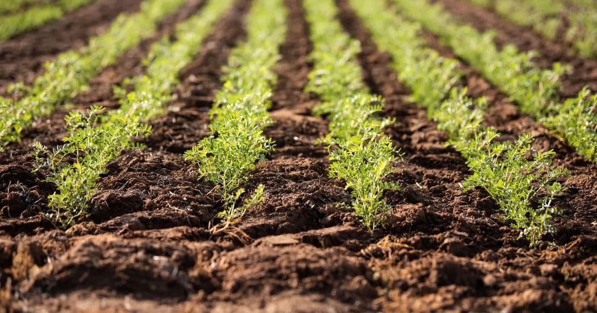 GrainGrowers Evaluates Key Carbon Calculators for Farmers