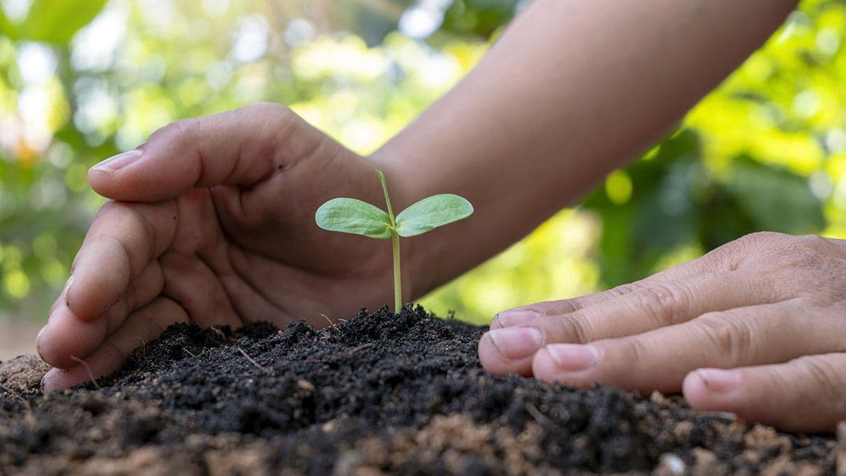 WAAREE to Plant 10K Trees to Uplift Rural Livelihoods and Boost Environment Conservation