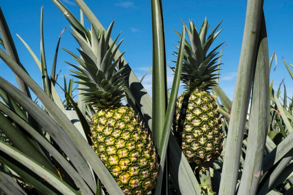 Costa Rica's Carbon-Neutral Pineapple